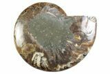 Cut & Polished Ammonite Fossil (Half) - Madagascar #364893-1